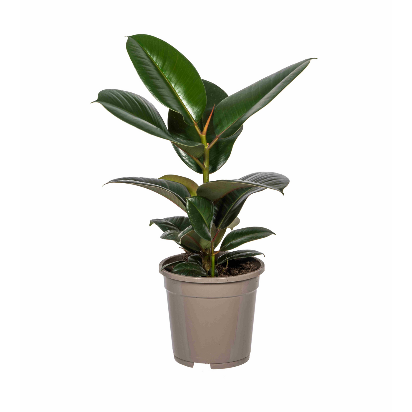 Rubberboom - Ficus elastica Robusta - Ø17cm - ↕55cm