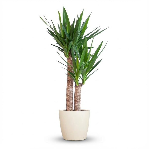 Palmlelie - Yucca elephantipes - incl. Pot - Wit - Ø21cm - ↕90cm
