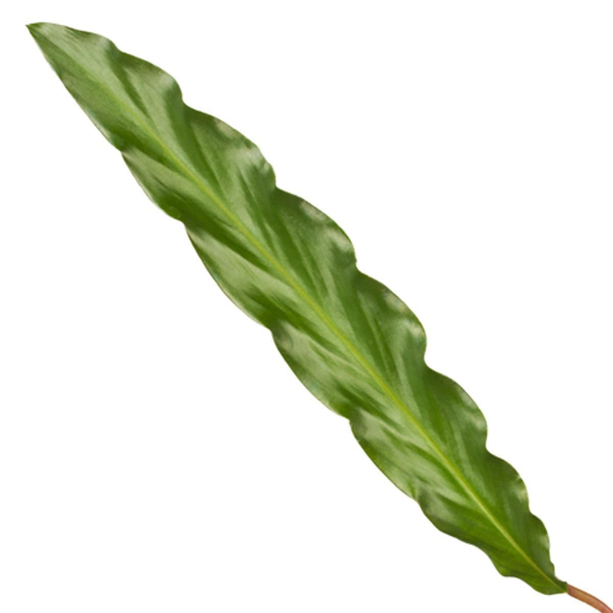 Calathea Elgergrass - Ø17cm - ↕70cm