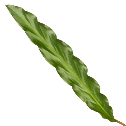 Calathea Elgergrass - Ø17cm - ↕70cm