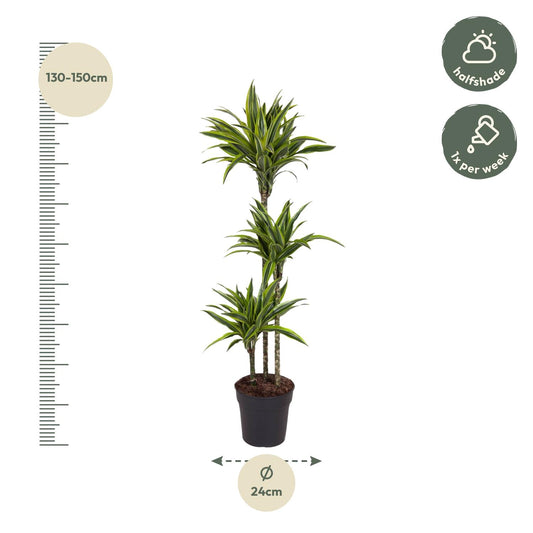 Drakenbloedboom - Dracaena Lemon Lime - Ø27cm - ↕160cm