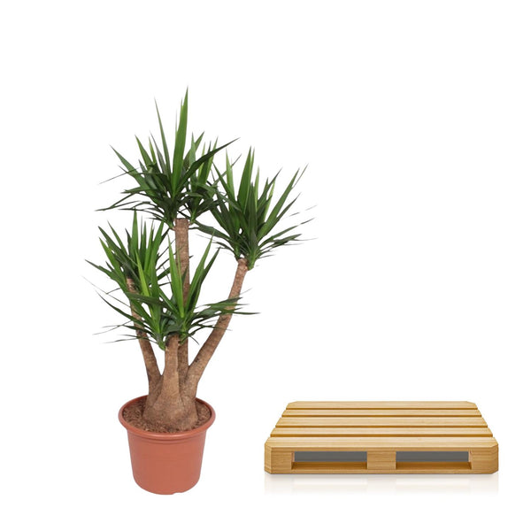 Palmlelie - Yucca elephantipes vertakt - Ø45cm - ↕170cm