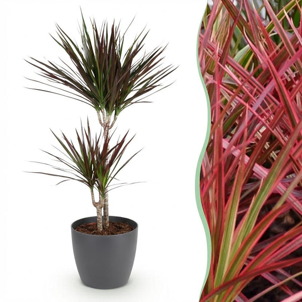 Drakenbloedboom - Dracaena Magenta - Ø21cm - ↕90-100cm