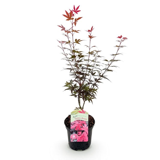 Japanse Esdoorn - Acer palmatum Skeetsers Broom - Paars - Ø19cm - ↕70cm