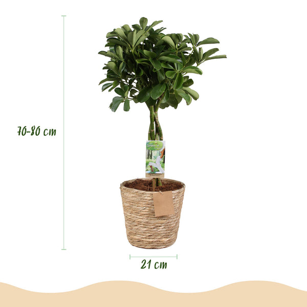 Vingerboom - Schefflera Nora - Ø21cm - ↕70-82cm