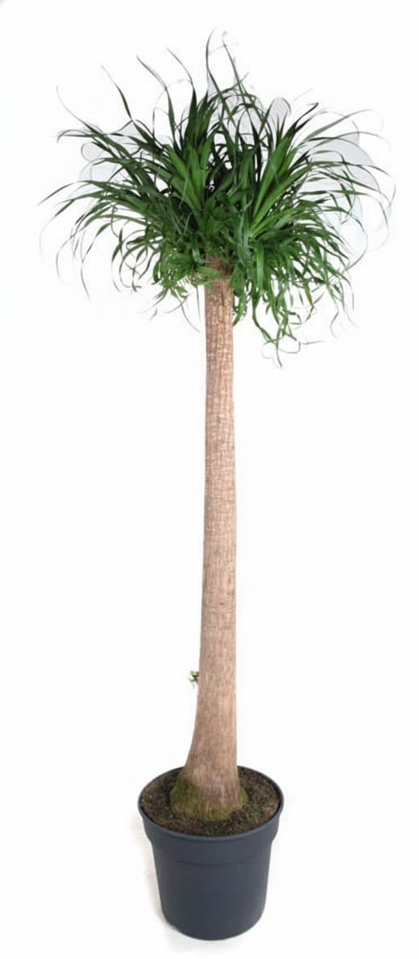 Beaucarnea XXL - ↕180cm
