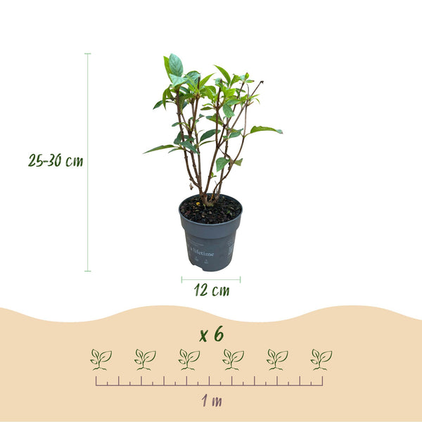 Pluimhortensia - Hydrangea paniculata 'Living Pink & Rose' - Ø12cm - ↕20-30cm