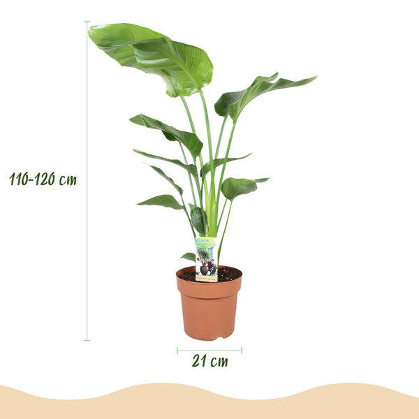 Witte paradijsvogelplant - Strelitzia nicolai - Ø21cm - ↕110-120cm