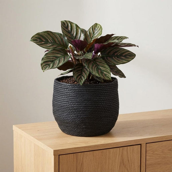 Mand Jorck - zwart - Ø26cm