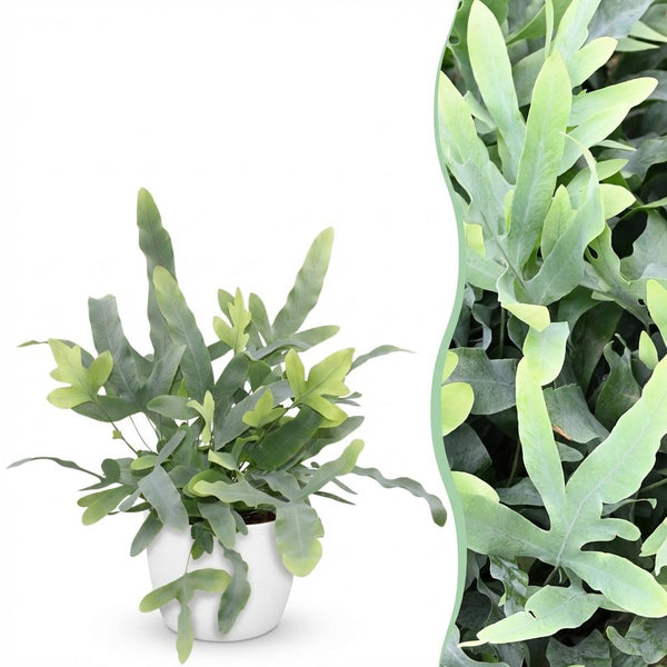 Phlebodium aureum Blue Star - Blauwe Varen - Blauw - Ø12cm - ↕25cm