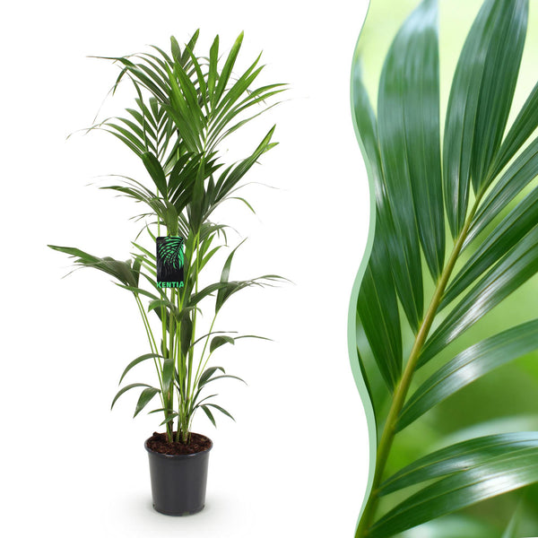 Kentiapalm - Howea forsteriana - Ø24cm - ↕140-150cm