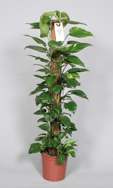 Pothos - Epipremnum pinnatum mosstok - Ø24cm - ↕120cm