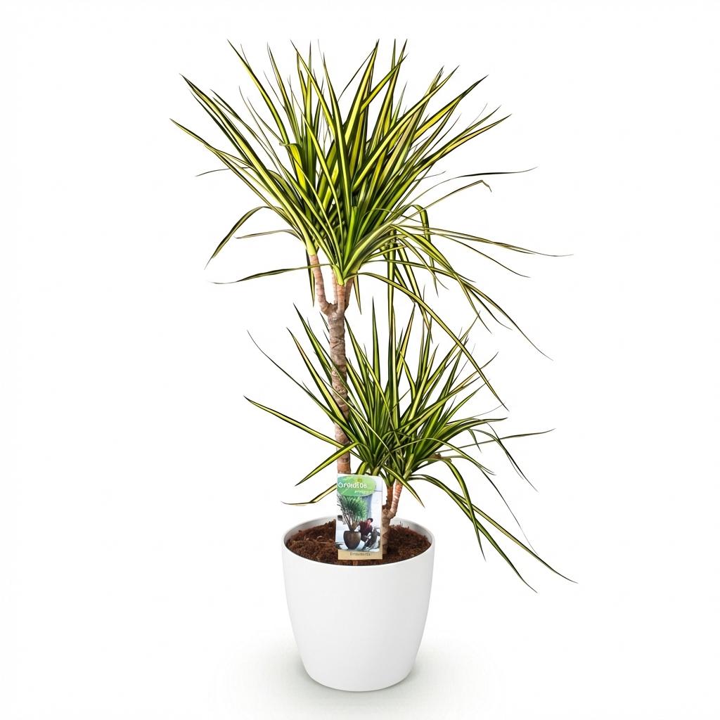 Drakenbloedboom - Dracaena Sunray - incl. Elho Potter - wit - Ø21cm - ↕90-100cm
