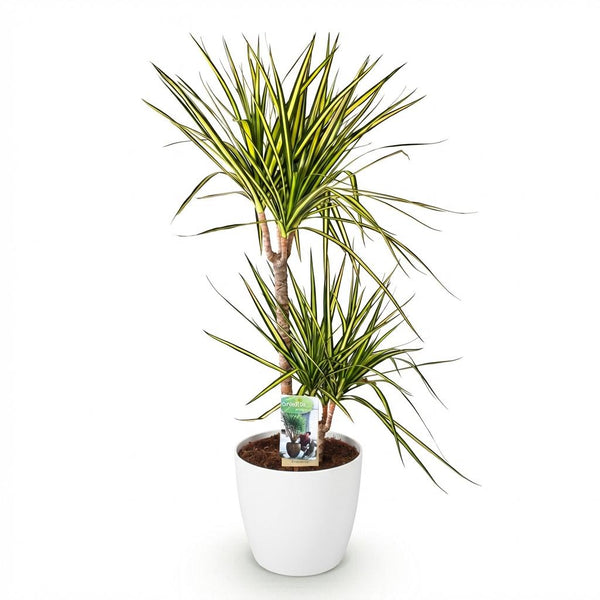 Drakenbloedboom - Dracaena Sunray - Ø21cm - ↕90-100cm