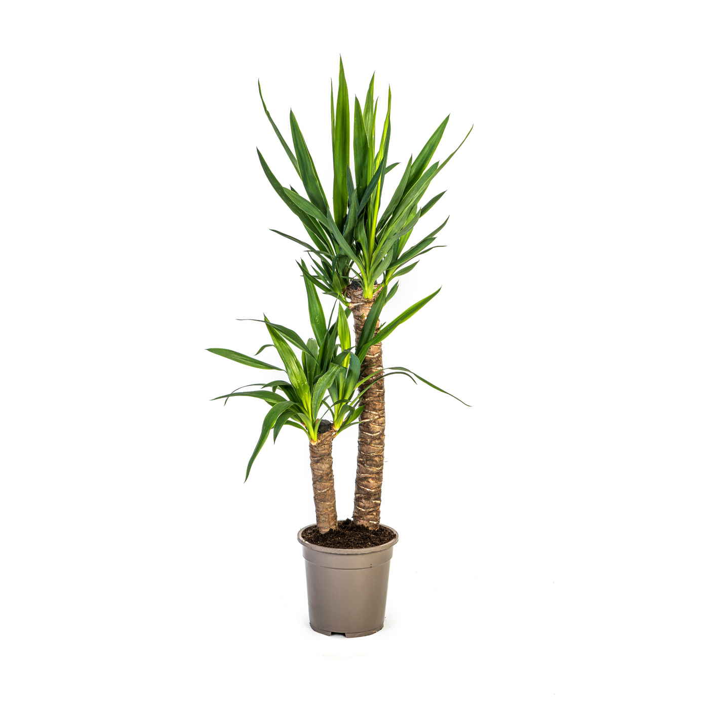 Palmlelie - Yucca elephantipes - Ø19cm - ↕80cm