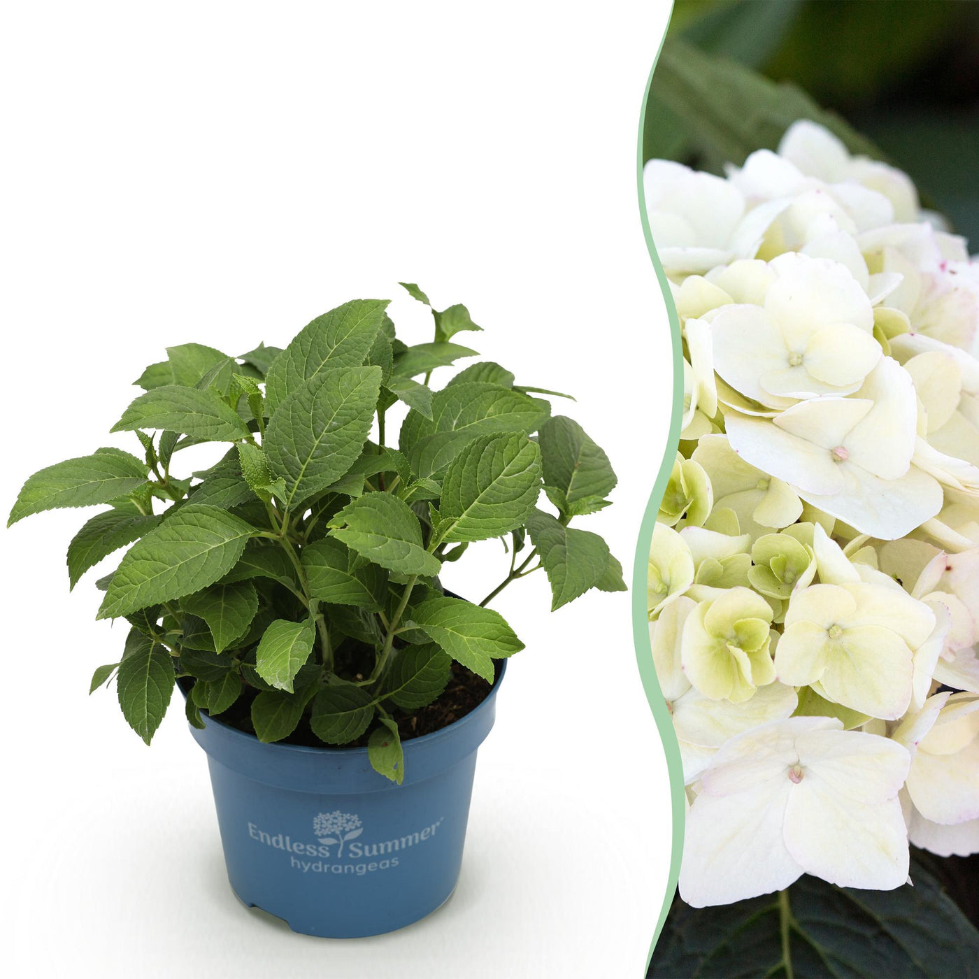 Hortensia - Hydrangea Endless Summer The Bride - wit - Ø14cm - ↕20-25cm