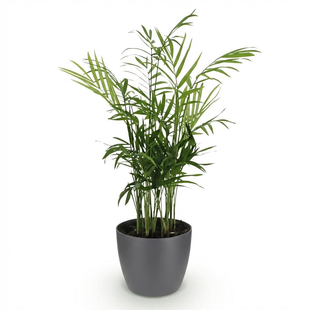 Bergpalm - Chamaedorea elegans - incl. Elho Potter - grijs - Ø12cm - ↕15cm