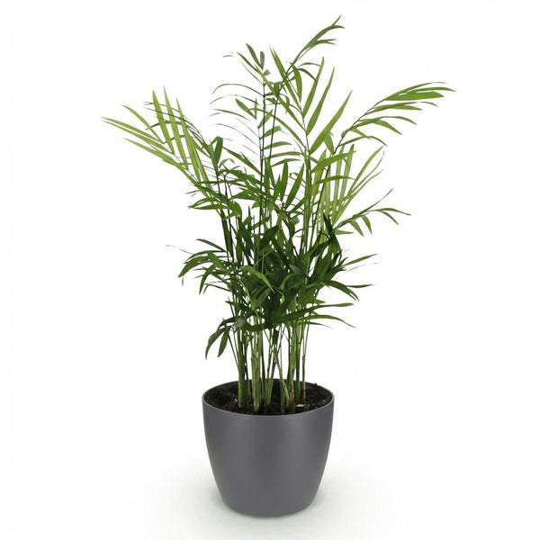 Bergpalm - Chamaedorea elegans - Ø12cm - ↕15cm
