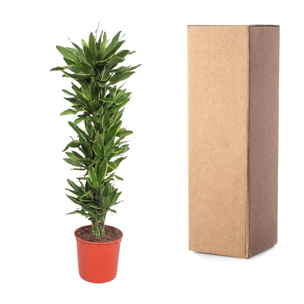Drakenbloedboom - Dracaena Golden Coast - Ø34cm - ↕200cm