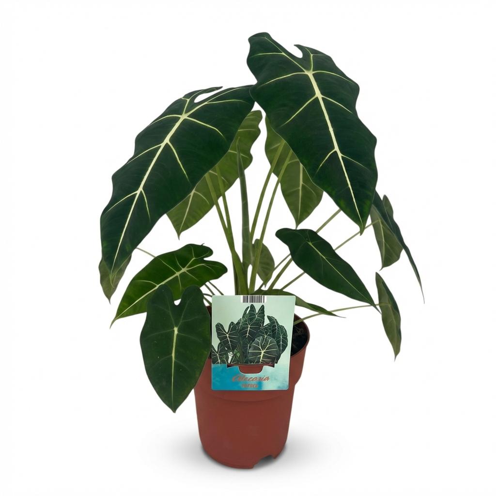 Olifantsoor - Alocasia Frydek - Ø19cm - ↕60cm