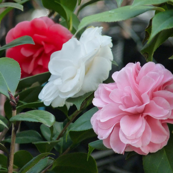 Camelia - Camellia japonica 'Tricolour' - roze
