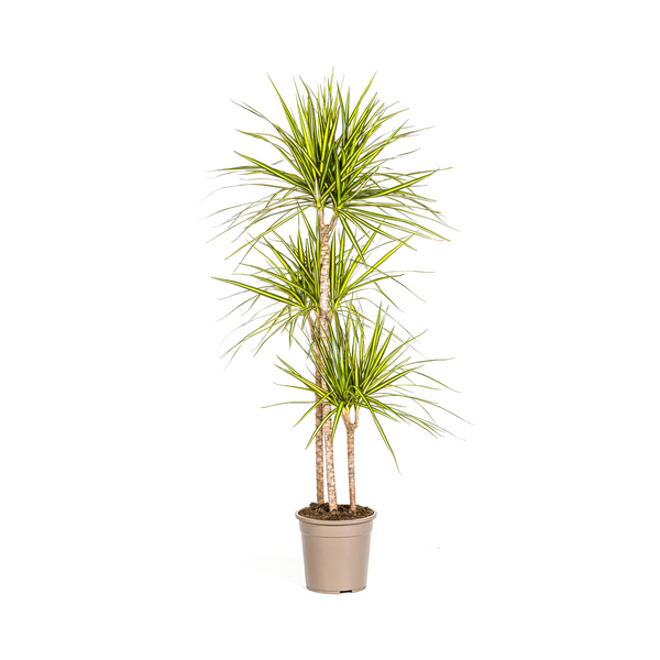 Drakenbloedboom - Dracaena Sunray - Ø24cm - ↕140cm