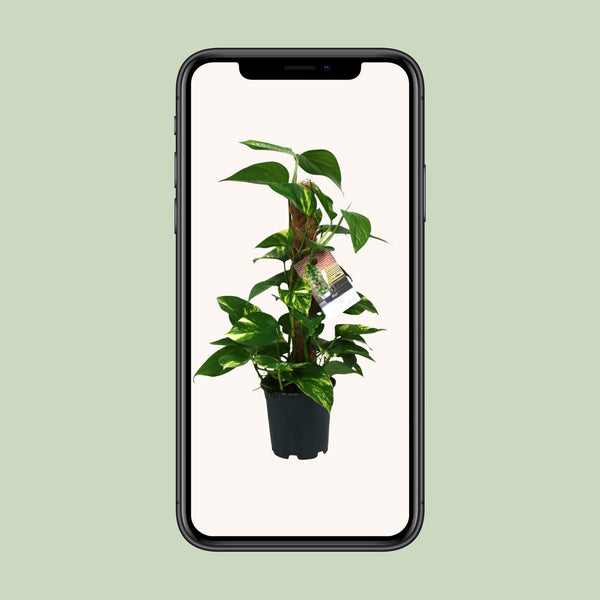 Pothos - Epipremnum aureum - Ø15cm - ↕50cm