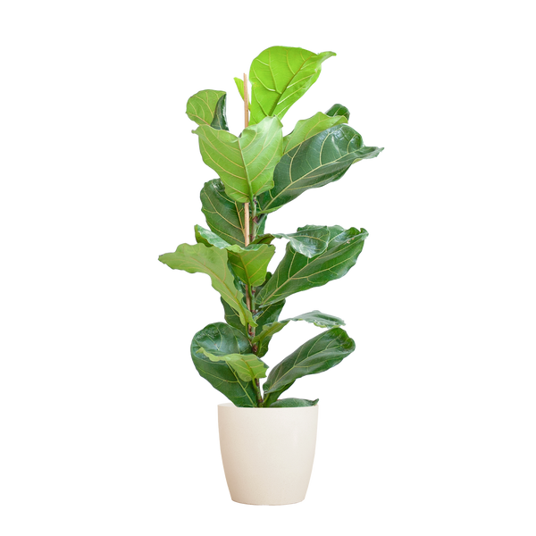 Vioolbladplant - Ficus lyrata - incl. Pot - Wit - Ø21cm - ↕80cm