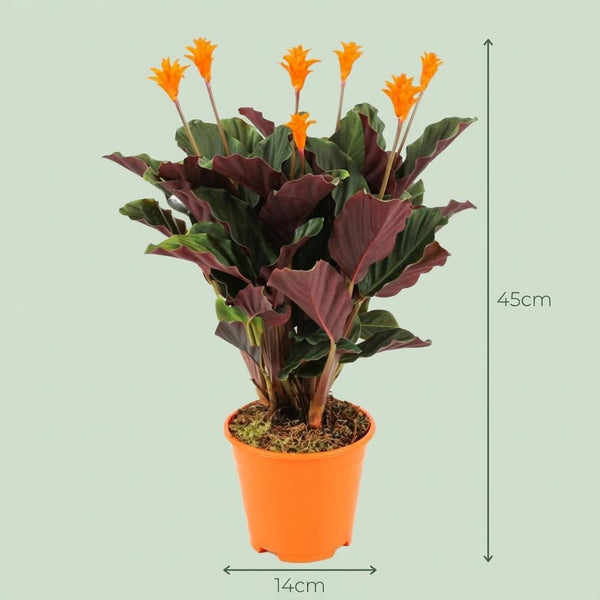 Calathea Crocata - Ø14cm - ↕40-45cm