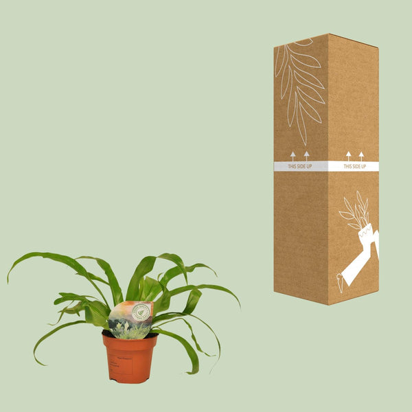 Tongvaren - Asplenium antiquum - Ø12cm - ↕30cm