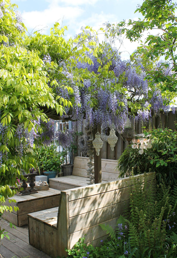 2x Blauwe regen - Wisteria sinensis 'Caroline' - Ø15cm - ↕65cm