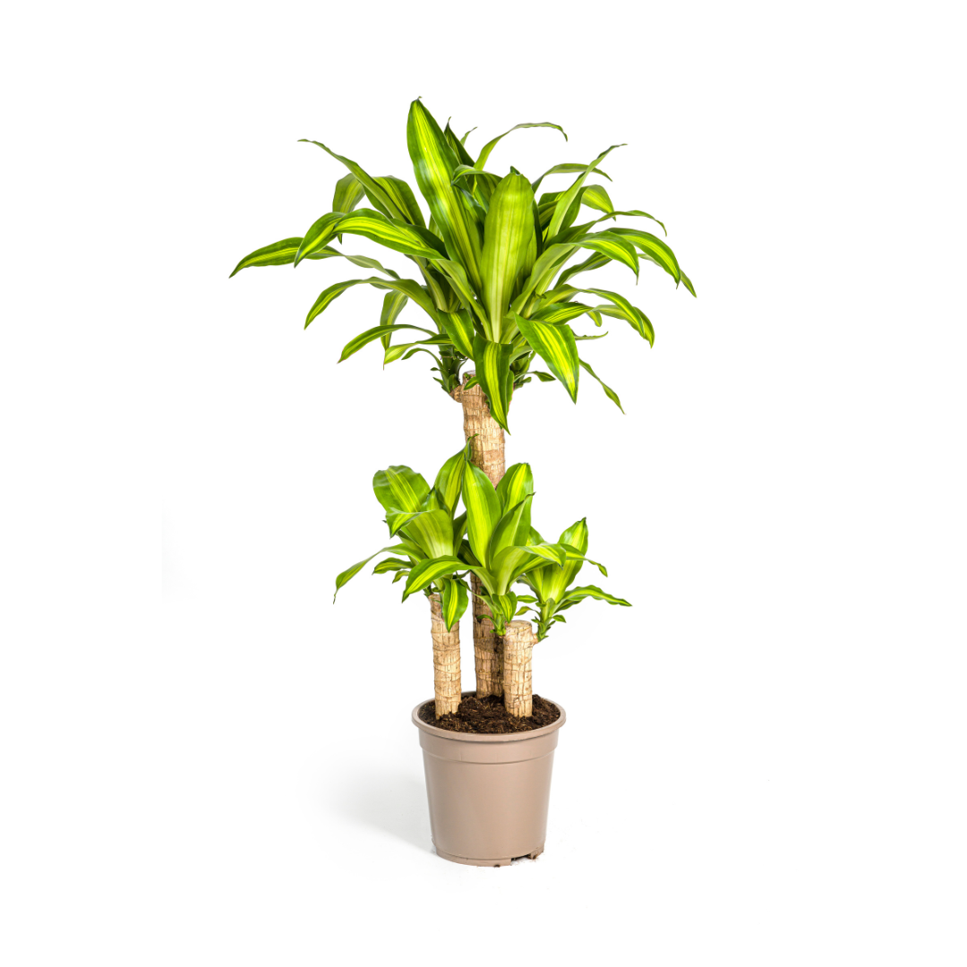 Drakenbloedboom - Dracaena fragrans 'Massangeana' - Ø21cm - ↕100cm