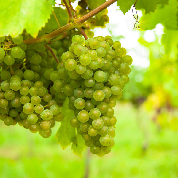 Druif - Vitis vinifera Vroege van der Laan - Ø15cm - ↕50cm