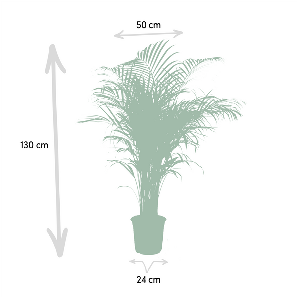 Arecapalm - Areca palm - Ø21cm - ↕130cm