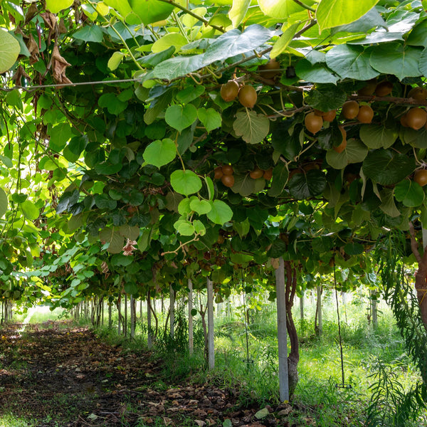 Kiwiplant - Actinidia deliciosa Jenny - Ø15cm - ↕50cm