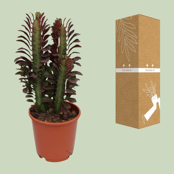 Wolfsmelk - Euphorbia trigona Rubra - Ø12cm - ↕40cm
