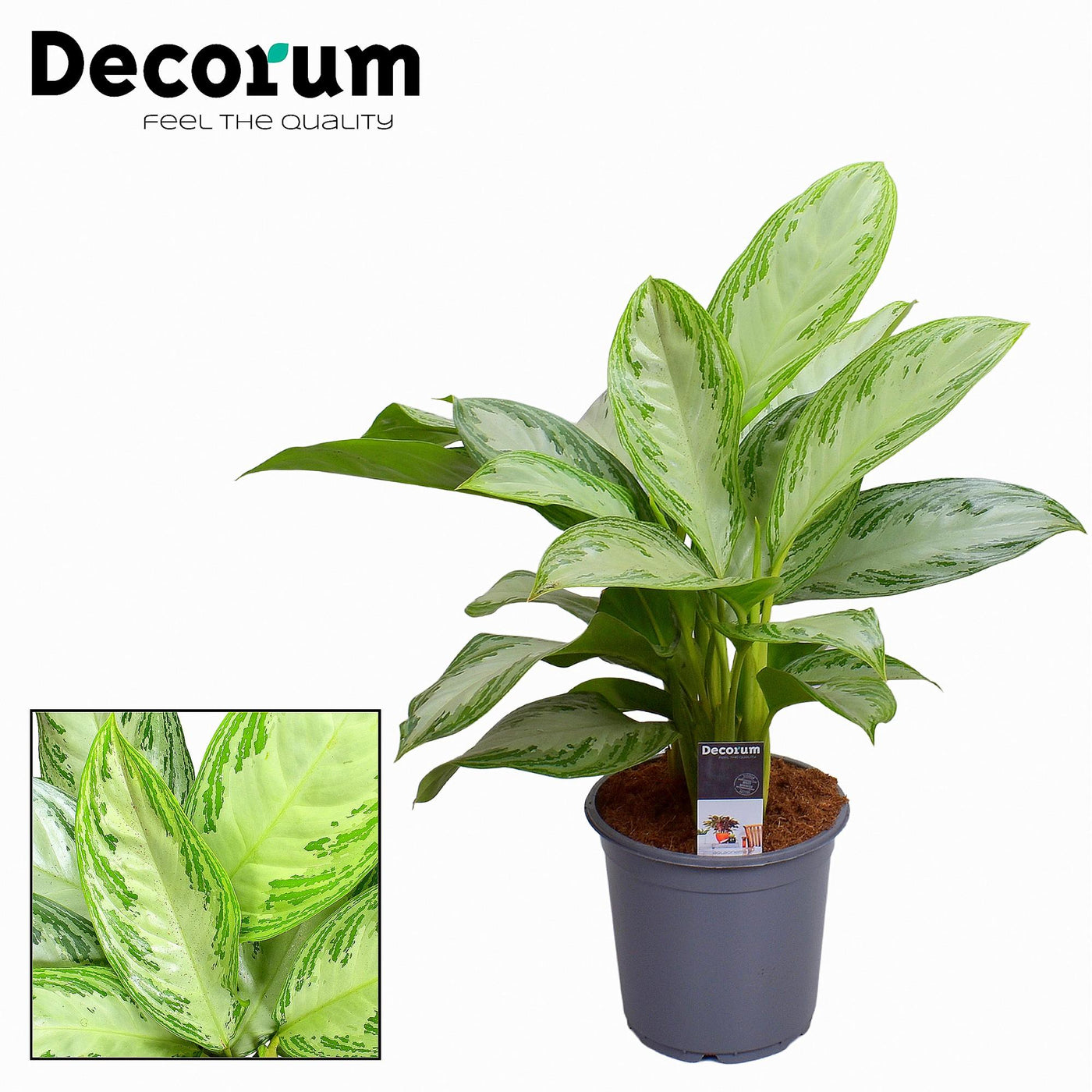 Zilverblad - Aglaonema Silver Bay - Ø21cm - ↕80cm
