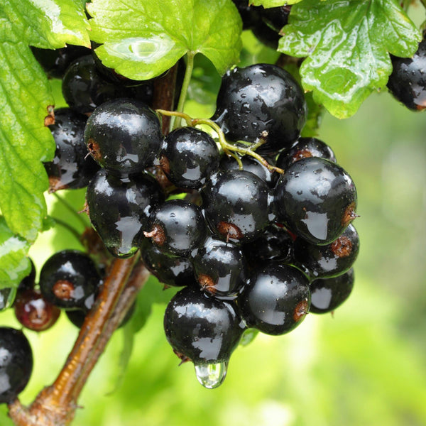 Bessenplant - Ribes nigrum Ben Nevis - Ø15cm - ↕50cm