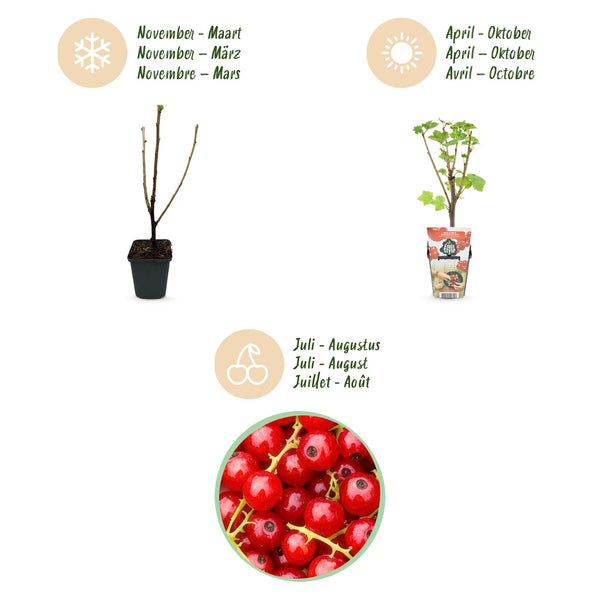 Rode bes - Ribes rubrum Jonkheer van Tets - Ø9cm