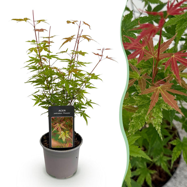 Japanse Esdoorn - Acer palmatum Phoenix - Roze - Ø12cm - ↕35cm