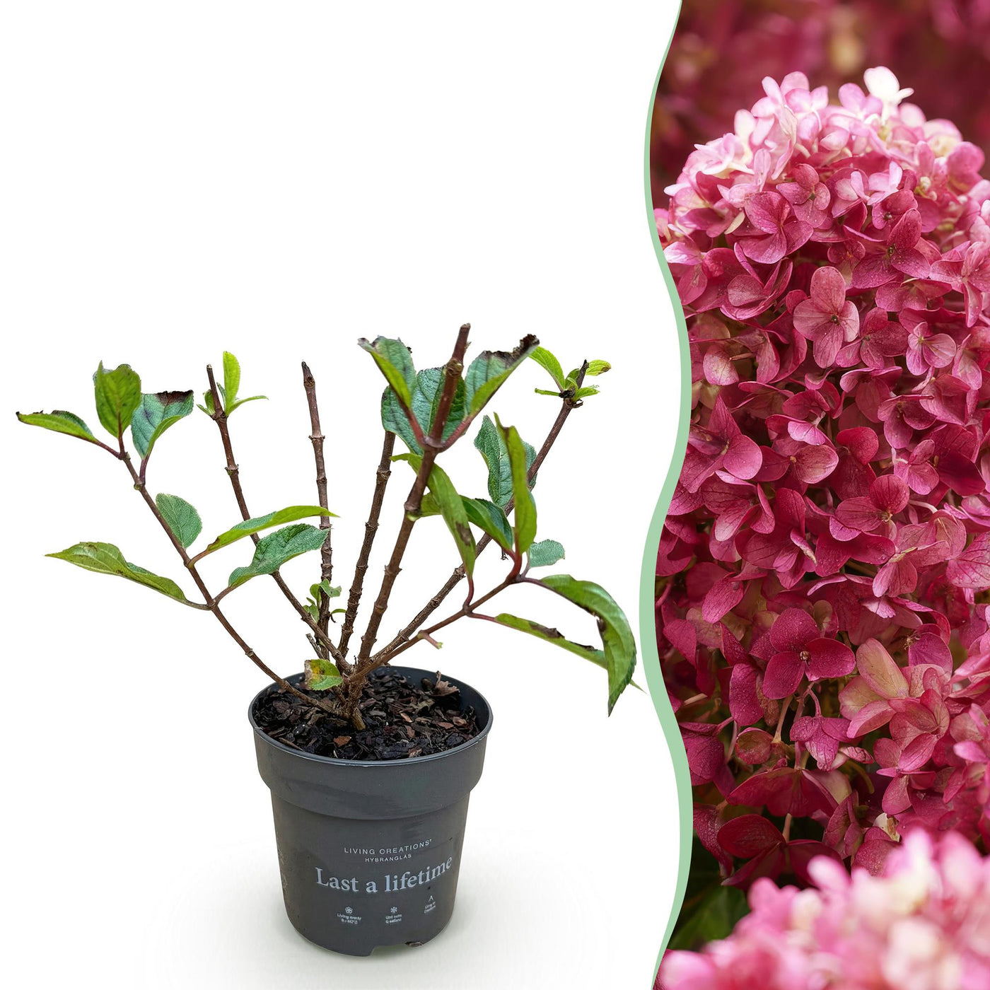 Hortensia - Hydrangea paniculata Living Little Rosy - roze - Ø12cm - ↕20-30cm