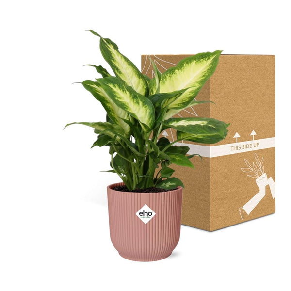 Dieffenbachia ‘Camilla’ - incl. Elho Vibes Fold Roze - ↕14cm