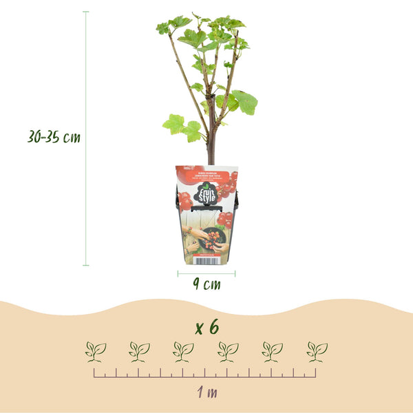 Rode bes - Ribes rubrum Jonkheer van Tets - Ø9cm