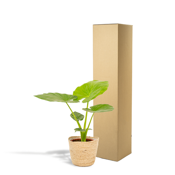 Olifantsoor - Alocasia Macrorrhiza - incl. Mand Selin - Ø19cm - ↕70cm