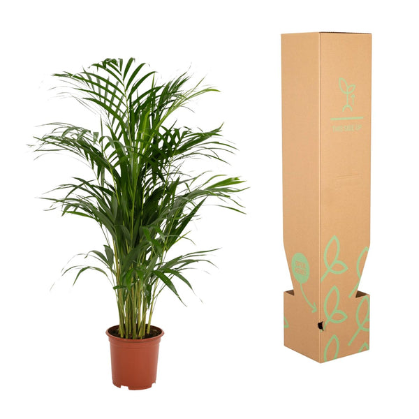 Arecapalm - Areca palm - Ø17cm - ↕70cm