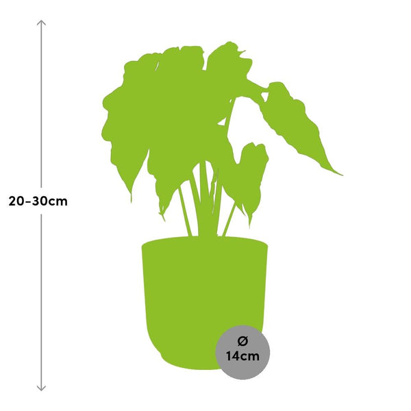 Olifantsoor - Alocasia ‘Polly’ - incl. Elho Vibes Fold Roze - ↕14cm