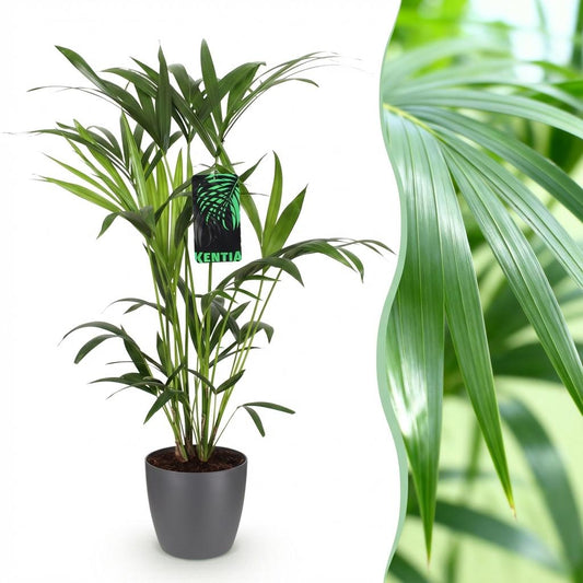 Kentiapalm - Howea forsteriana - Ø19cm - ↕80-85cm