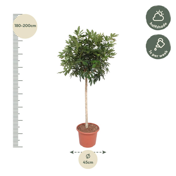 Vingerboom - Schefflera Arboricola Compacta - Ø45cm - ↕190cm