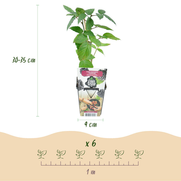 Bramenplant - Rubus Thornfree - Ø9cm