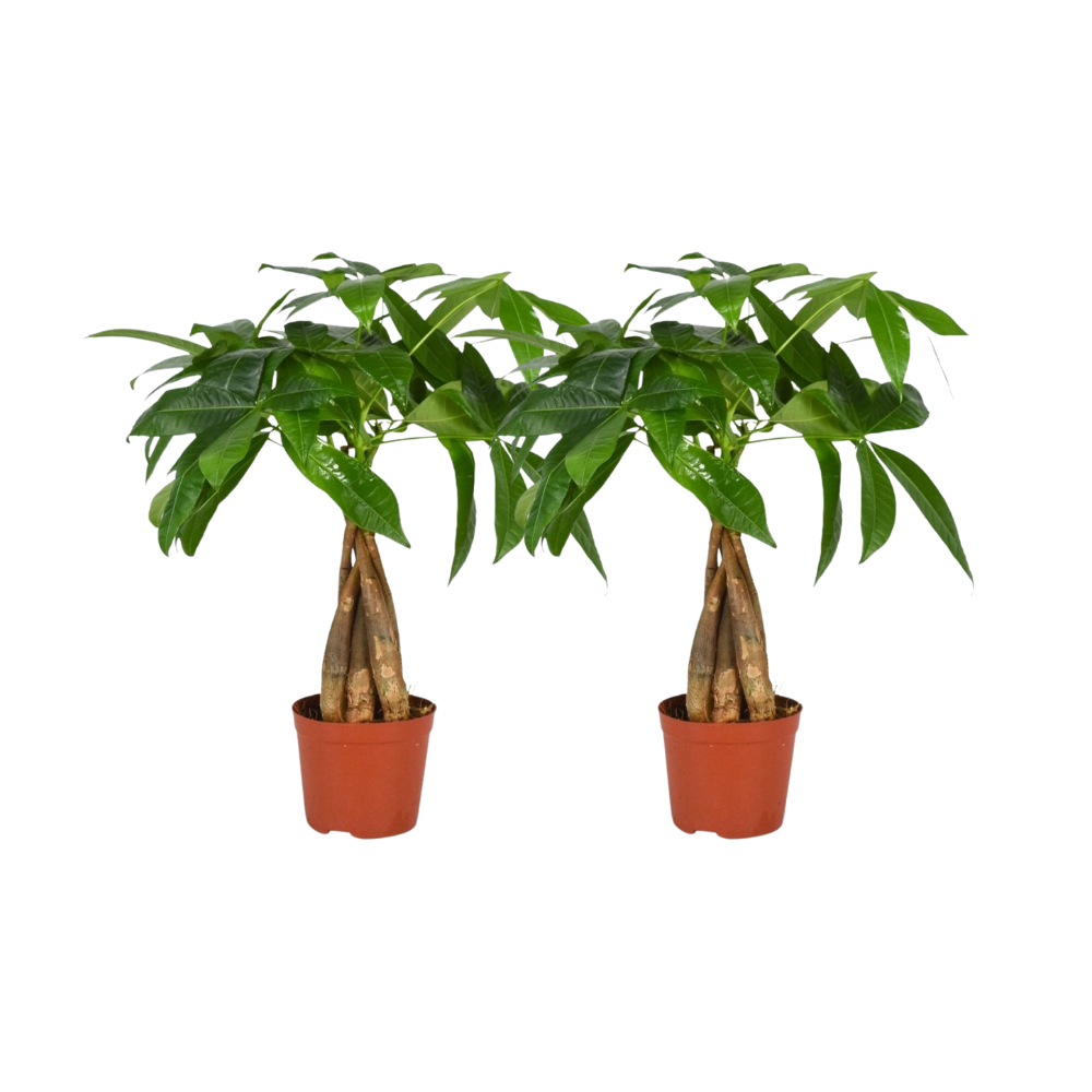 2x Geldboom - Pachira aquatica gevlochten stam - Ø12cm - ↕35cm
